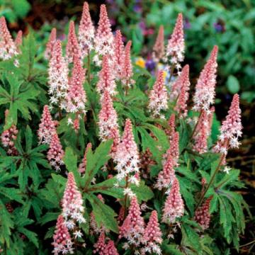 Planta perena Tiarella Pink Skyrocket la ghiveci de 17 cm de la Florapris Family S.r.l.