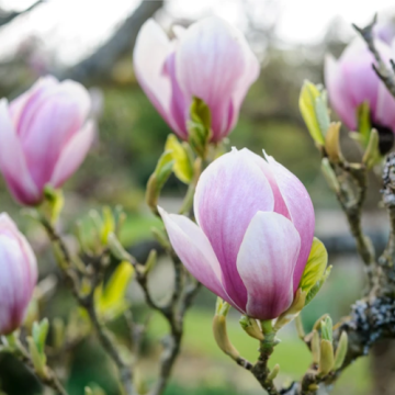 Magnolia soulangeana Alexandrina la ghiveci, roz cu alb