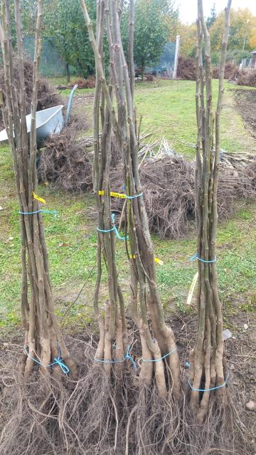 Nuc altoit Chandler, anul 2, inaltime 1.7 m