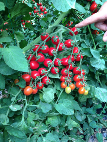 Seminte de tomate Landolino F1 (500 seminte) de la Lencoplant Business Group SRL