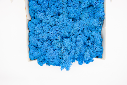 Licheni decorativi curatati, bleu, 400g