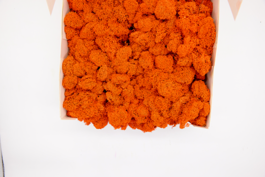 Licheni decorativi curatati, portocaliu, 400g