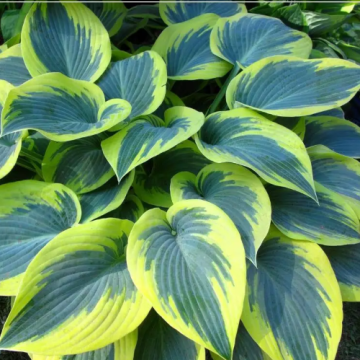 Planta perena Hosta First Frost (Crin de toamna) la ghiveci de la Florapris Family S.r.l.