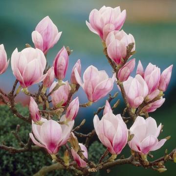 Magnolia Magnolia X Soulangeana de la Flor Center Srl