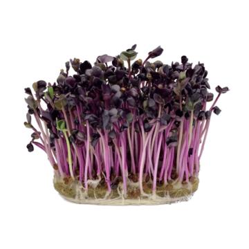 Microplante Iasi Ridiche Purpurie