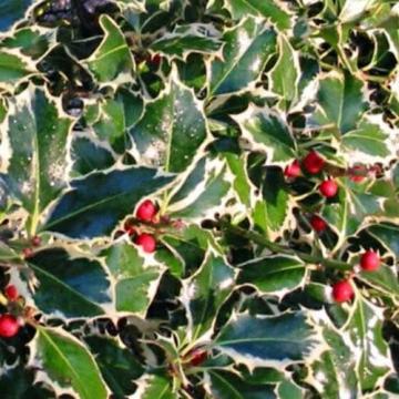 arbust ilex