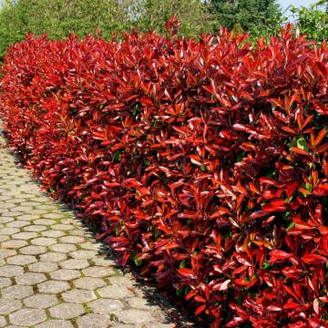Planta gard viu Photinia Red Select de la Flor Center Srl