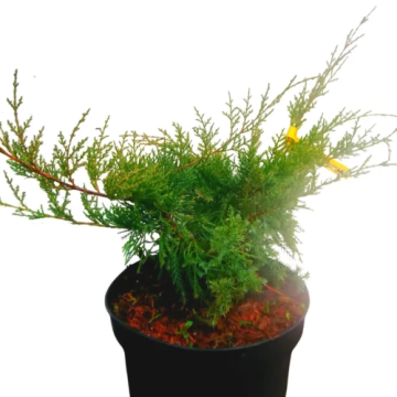 Arbust ornamental Juniperus Media Pfitzeriana Glauca de la Flor Center Srl