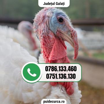 Pui curca 1,5 - 2 kg (Galati si alte judete) de la Tvrart Srl