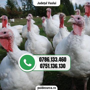 Pui curca 1,5 - 2 kg (Vaslui si alte judete)