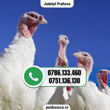 Pui curca 1,5 - 2 kg (Ploiesti si alte judete)