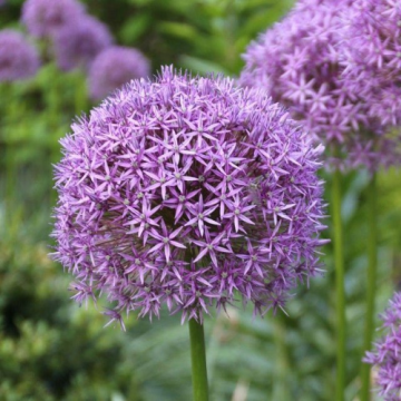 Pkanta perena Allium Gladiator la ghiveci de la Florapris Family S.r.l.