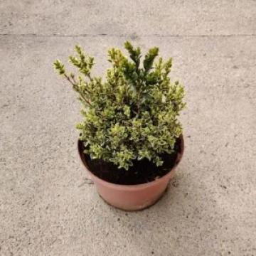 Buxus Sempervirens de 15-25cm la ghiveci de 2L
