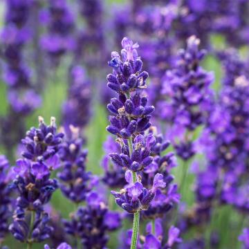 Lavanda Hidcote de 20-30cm
