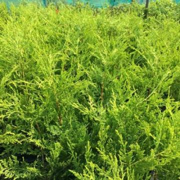 Arbore Chiparos hibrid Leylandi 20-30cm la ghiveci P9 de la Plante Si Flori Srl