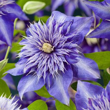 Planta Clematita bicolora Clematis Taiga de 10-15cm