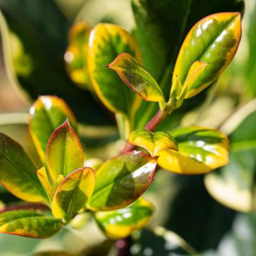Arbust Ilex Golden King de 40-60cm la ghiveci 2-3L de la Plante Si Flori Srl