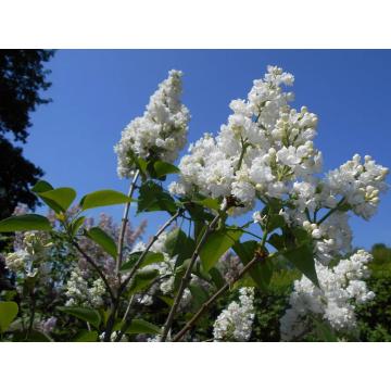 Arbust decorativ Physocarpus Luteus de 35-45cm