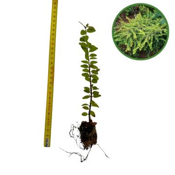 Puiet caprifoi tarator verde 10cm de la Plante Si Flori Srl