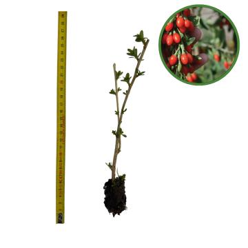 Puiet goji 10cm de la Plante Si Flori Srl
