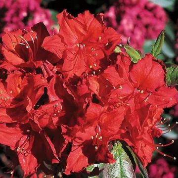 Rhododendron Doloroso la ghiveci 3L de la Plante Si Flori Srl
