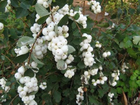 Planta Symphoricarpos White Hedge de 60-90cm ghiveci de 2L de la Plante Si Flori Srl