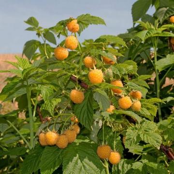 Zmeur galben Golden Queen de 40-50cm de la Plante Si Flori Srl
