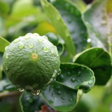 Parfum lumanari Bergamot Rain
