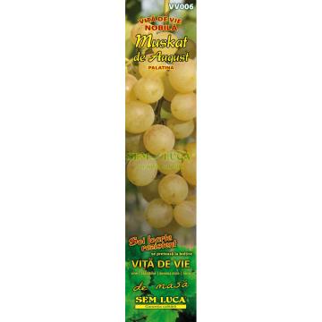 Butas vie Muscat de August