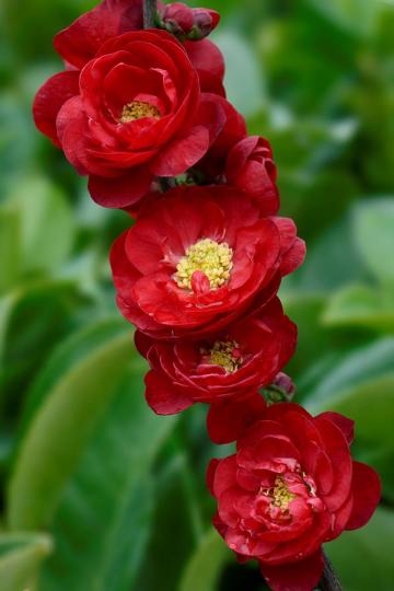 Arbust ornamental Caenomeles S. Rubra