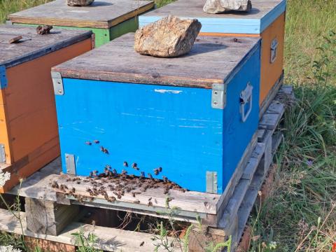 Familii de albine = rama 3/4 de la Beehive4U Build Srl